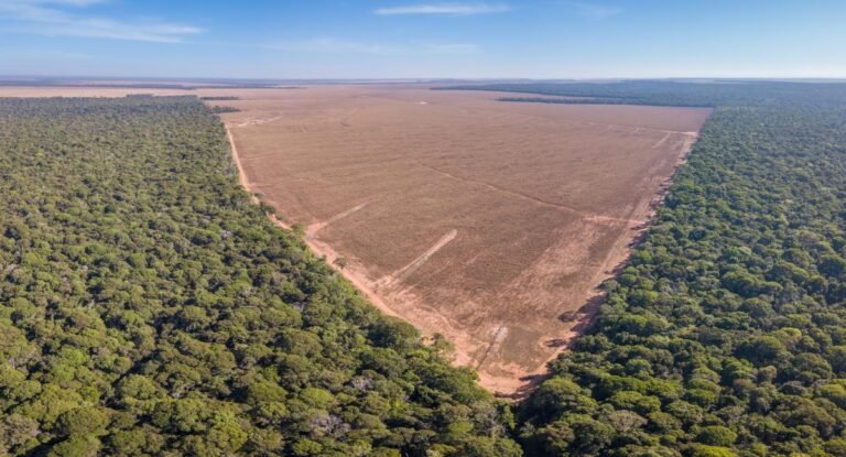 Optel Group Sets a New Standard with their Deforestation-Free EUDR Initiative