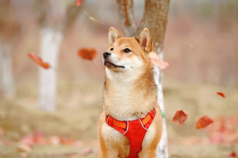 Optimizing Shiba Inu Health: Common Issues, Preventive Care, and Veterinary Check-ups