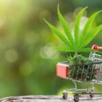 Exploring Weed Delivery: Convenient Cannabis Access with Uber Weed Shops