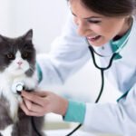 Online Vet Care: What You Need to Know