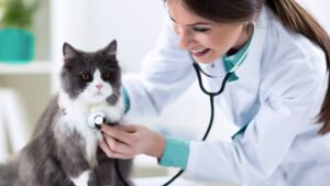 Online Vet Care: What You Need to Know