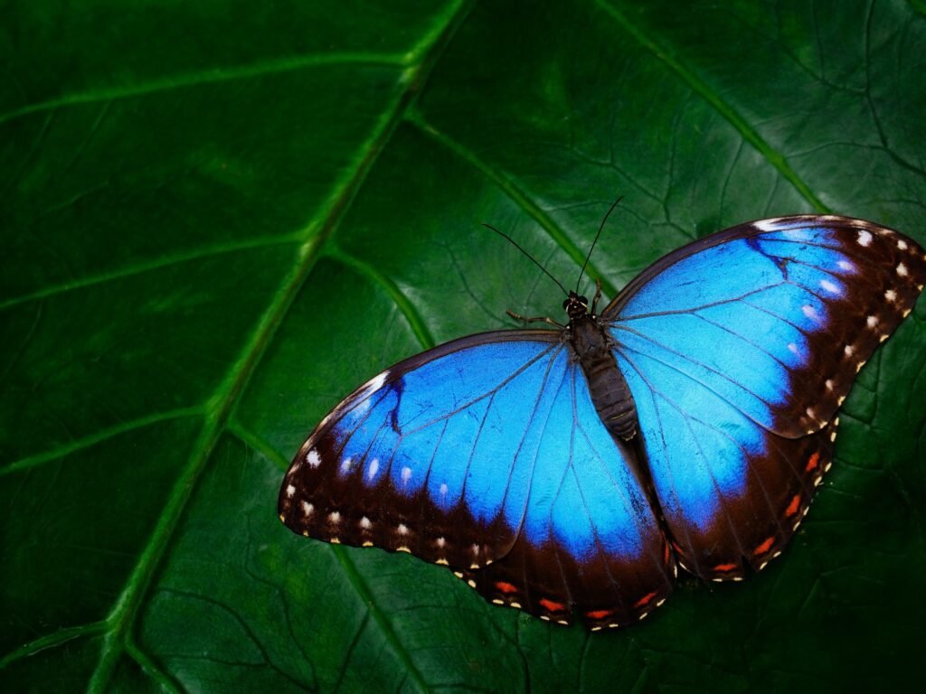 https://pussmoth.com/la-mariposa-simbolo-de-resurreccion https://pussmoth.com/la-mariposa-simbolo-de-resurreccion