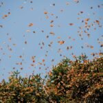 https://pussmoth.com/la-migracion-de-las-mariposas-hacia-florida/
