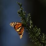 https://pussmoth.com/mariposas-monarca-esto-es-lo-que-puedes-hacer