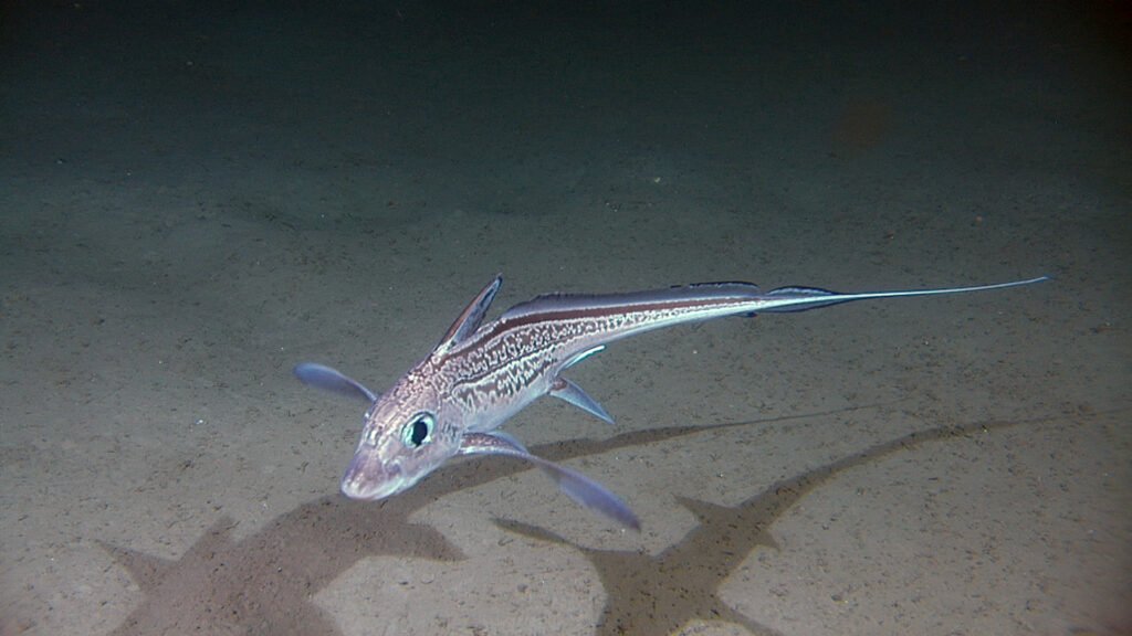 HoraconHaley: Content Creation and Engagement