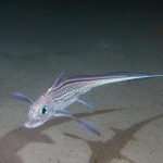 HoraconHaley: Content Creation and Engagement