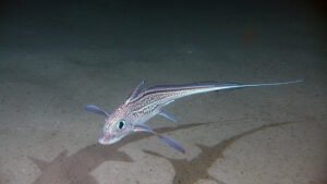 HoraconHaley: Content Creation and Engagement