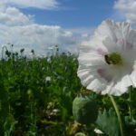 https/nlwikipediaorg/wiki/achthuizen07-06-2023