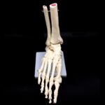Foot Skeleton: Anatomy, Function, and Importance
