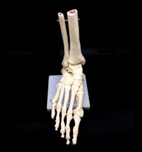 Foot Skeleton: Anatomy, Function, and Importance