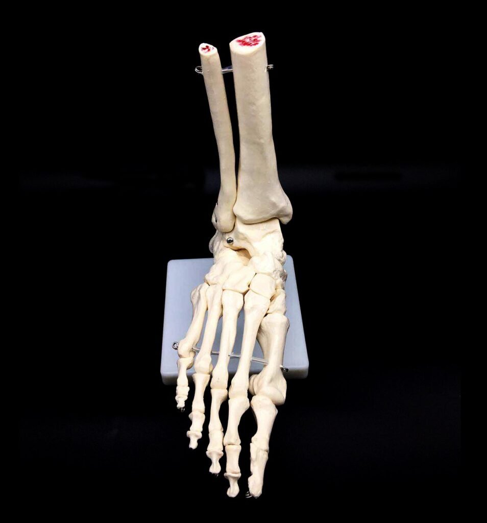 Foot Skeleton: Anatomy, Function, and Importance Foot Skeleton: Anatomy, Function, and Importance
