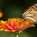 https://pussmoth.com/las-mariposas-monarca-se-recuperan