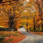 What Makes Peffenhauser Foliage Unique in the World of Horticulture?