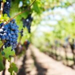 The Ultimate Guide to Vigneetwork Tree Shears