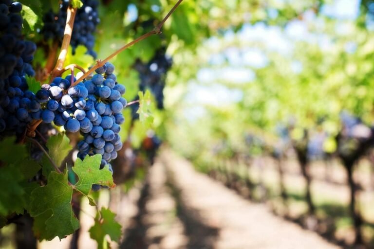 The Ultimate Guide to Vigneetwork Tree Shears