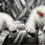 When did dire wolves go extinct and literally why are they back?