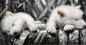 When did dire wolves go extinct and literally why are they back?