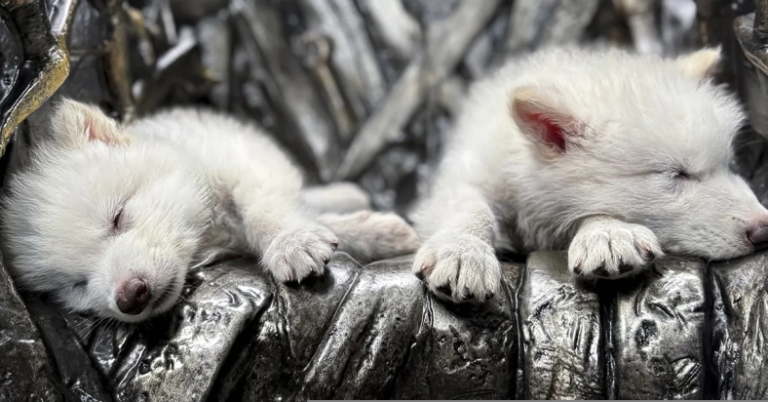 When did dire wolves go extinct and literally why are they back?